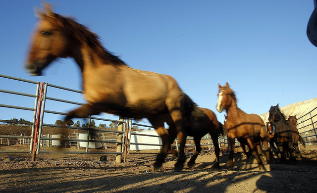 More horses moved from BLM holding facility in Herriman