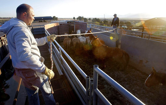 Jared Redington, left, and Carey McClellan move a group of horses into trailers for moving from the Salt Lake Wild Horse and Burro Center. Seventy-three horses were moved out of the facility Monday, May 2, 2011, on their way to the facility in Gunnison.