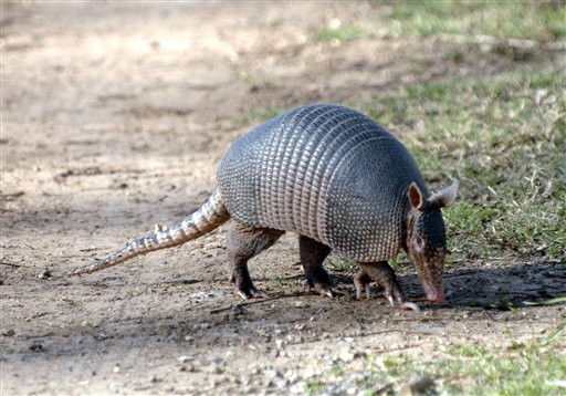 Study: armadillos could be spreading leprosy to humans in the U.S.