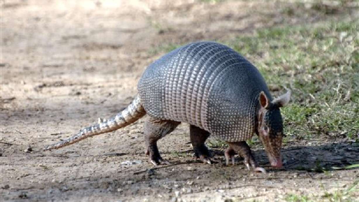 Study: armadillos could be spreading leprosy to humans in the U.S.