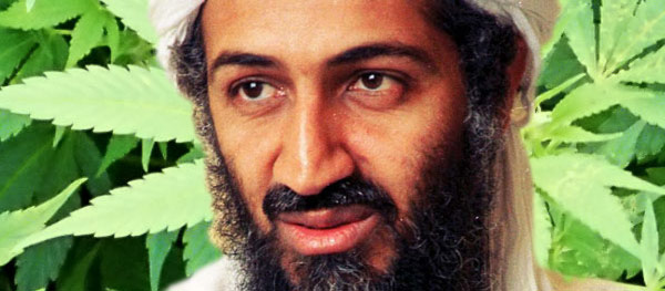 Osama bin Smokin'? Marijuana found at Abbottabad compound