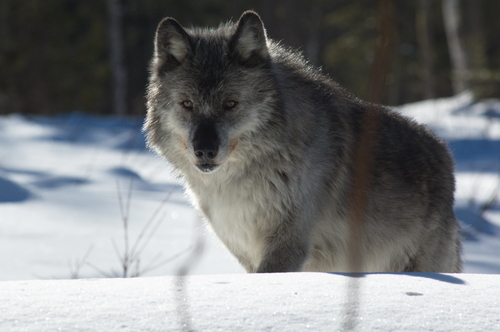 Wolves removed from endangered list in Utah, other Western states