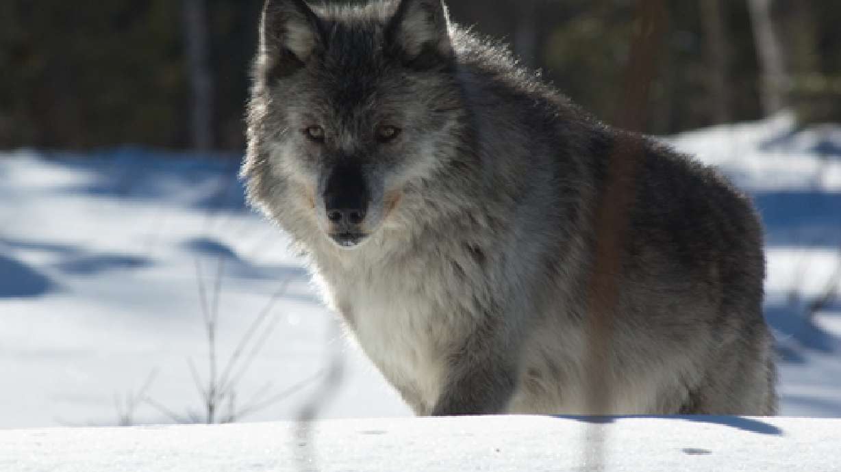 Wolves removed from endangered list in Utah, other Western states
