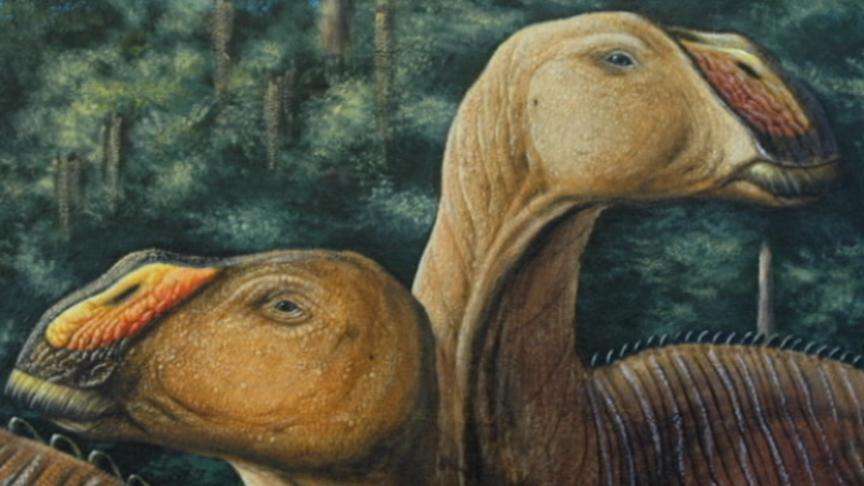 Rendering of the Gryposaurus duck-billed dinosaur