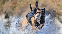 The Navy SEAL Team 6 Dog