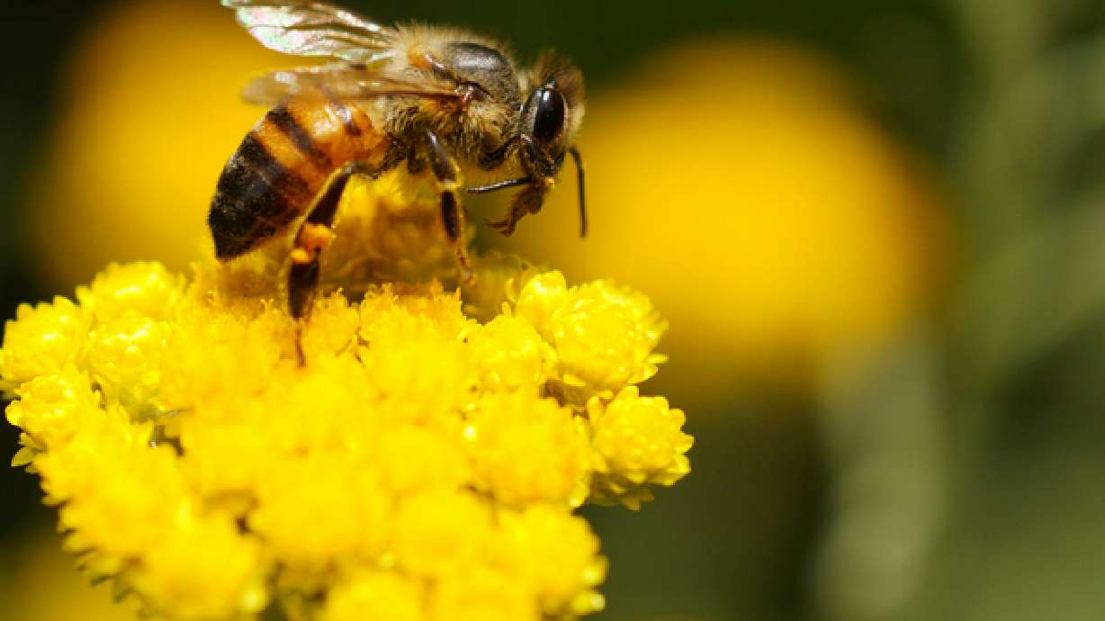 'Killer Bees': A side-by-side comparison to other bees