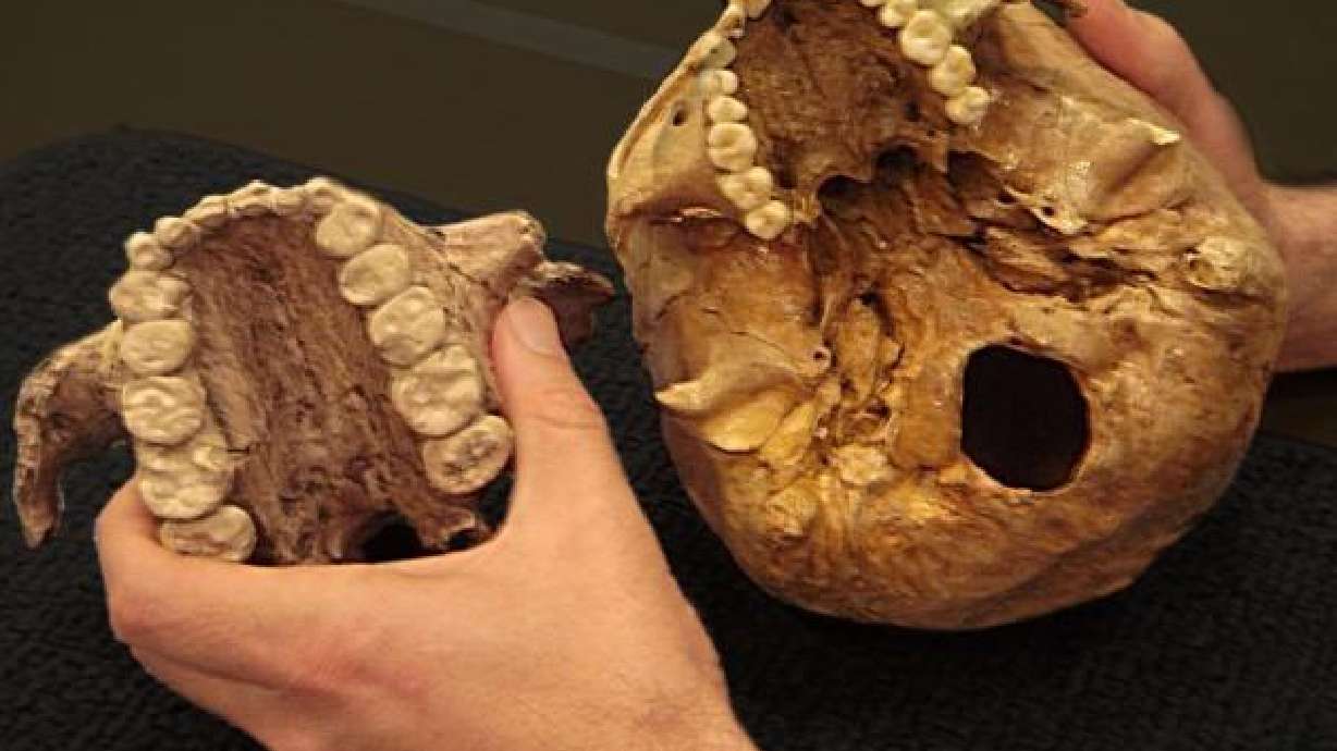 Study: 'Nutcracker Man' didn't eat nuts after all