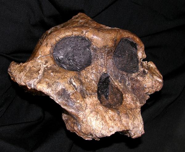 The skull of Paranthropus boisei, known for decades as Nutcracker Man because of its large, flat teeth. Researchers from the University of Utah and other institutions published a new study in which carbon isotope ratios in tooth enamel reveal that the early human relatives likely used its big teeth and powerful jaw to chew grasses, but didn't eat nuts. (Credit: National Museums of Kenya)