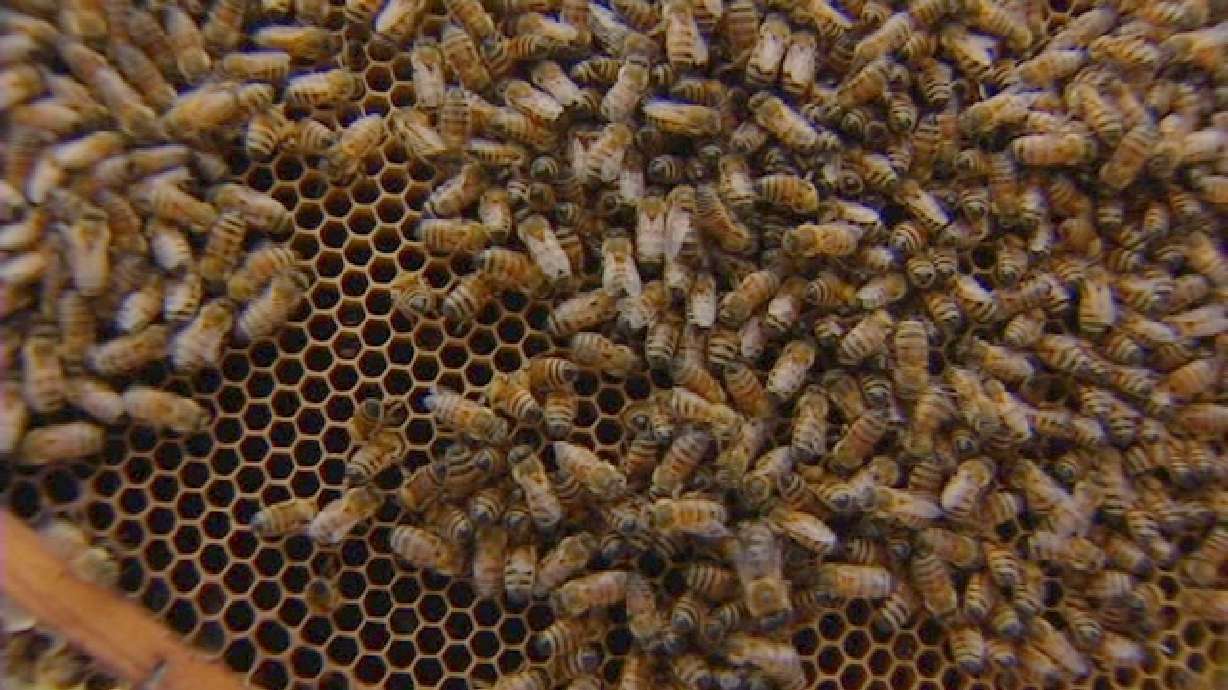 'Killer Bees': How to avoid an attack