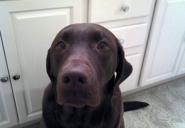 One minute, Mimi Hill's chocolate Labrador retriever Sydney was at the water's edge. The next minute, Sydney had been swept away by the swift current.