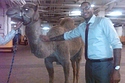 Carmelo Anthony's New Pet Camel