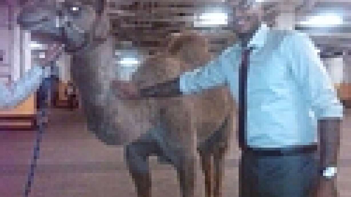 Carmelo Anthony's New Pet Camel