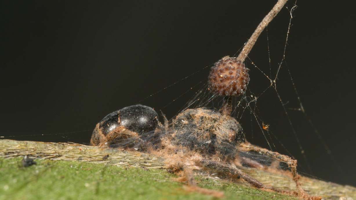 Deadly fungus turns ants into 'zombies'