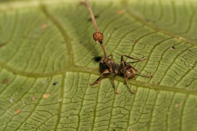 A dead carpenter ant attached to leaf in the understory of a Thai forest. Before killing the ant, the fungus growing from ant's head changed the ant's behavior, causing it to bite into the leaf vein. (Credit: David Hughes)