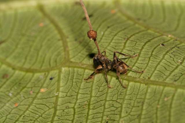A dead carpenter ant attached to leaf in the understory of a Thai forest. Before killing the ant, the fungus growing from ant's head changed the ant's behavior, causing it to bite into the leaf vein. (Credit: David Hughes)