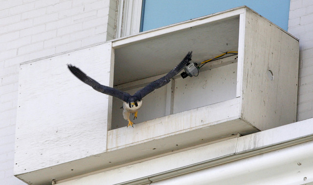 Salt Lake falcons are back to nest again