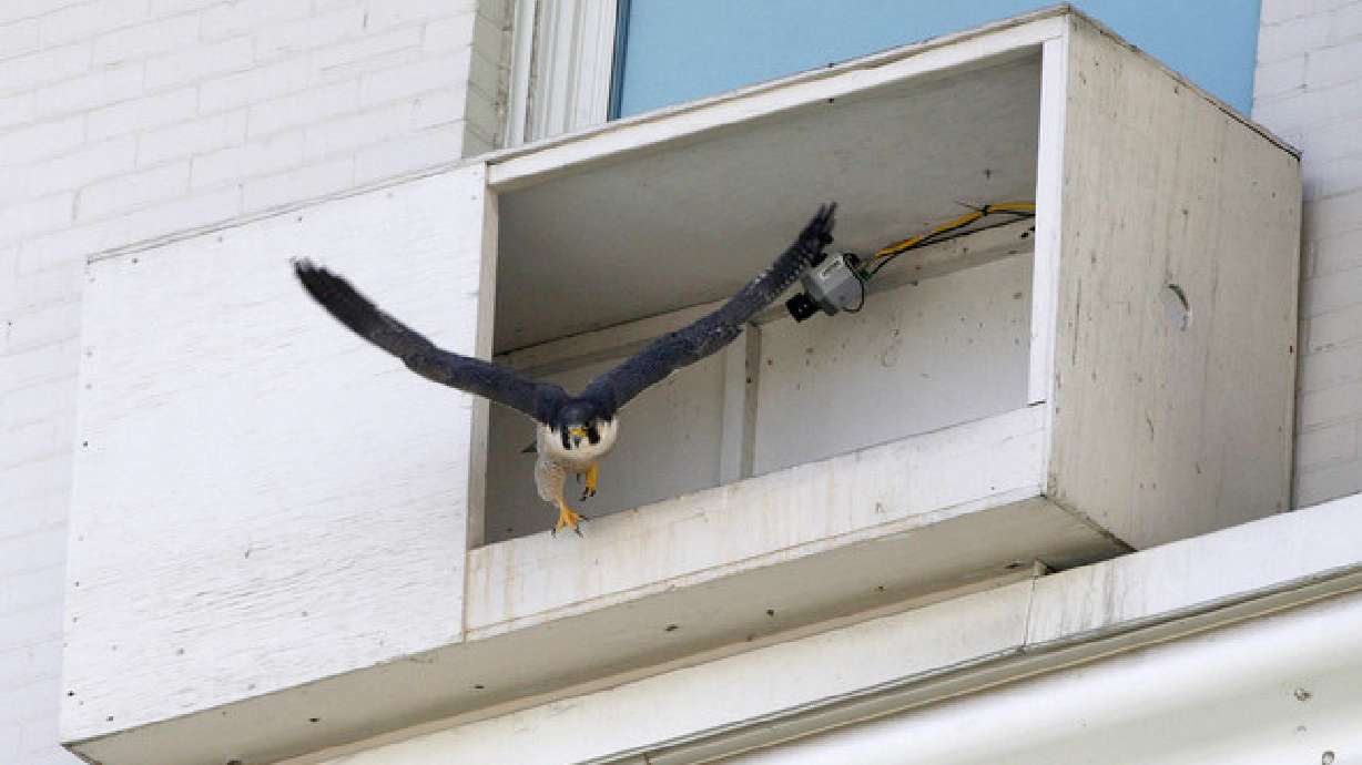 Salt Lake falcons are back to nest again
