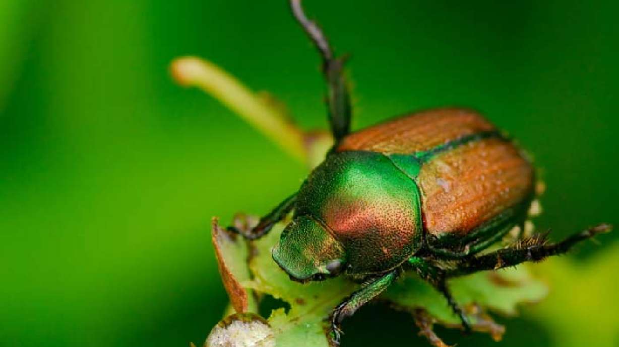 THE INTEGRATED PEST MANAGEMENT (IPM) CONCEPT