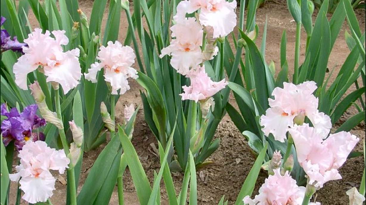 The Utah Iris Society Will Be Hosting Two Iris Shows