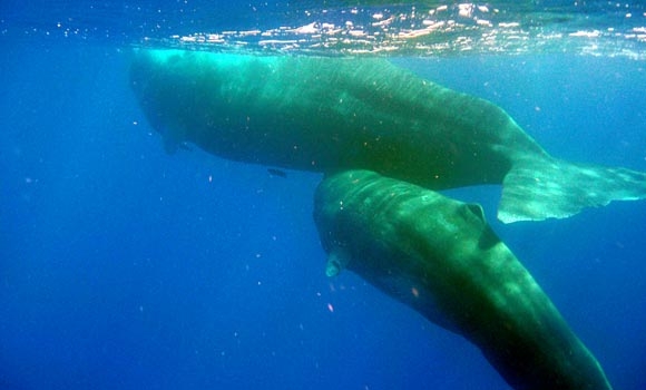 'Language' of the sperm whale includes dialects, accents