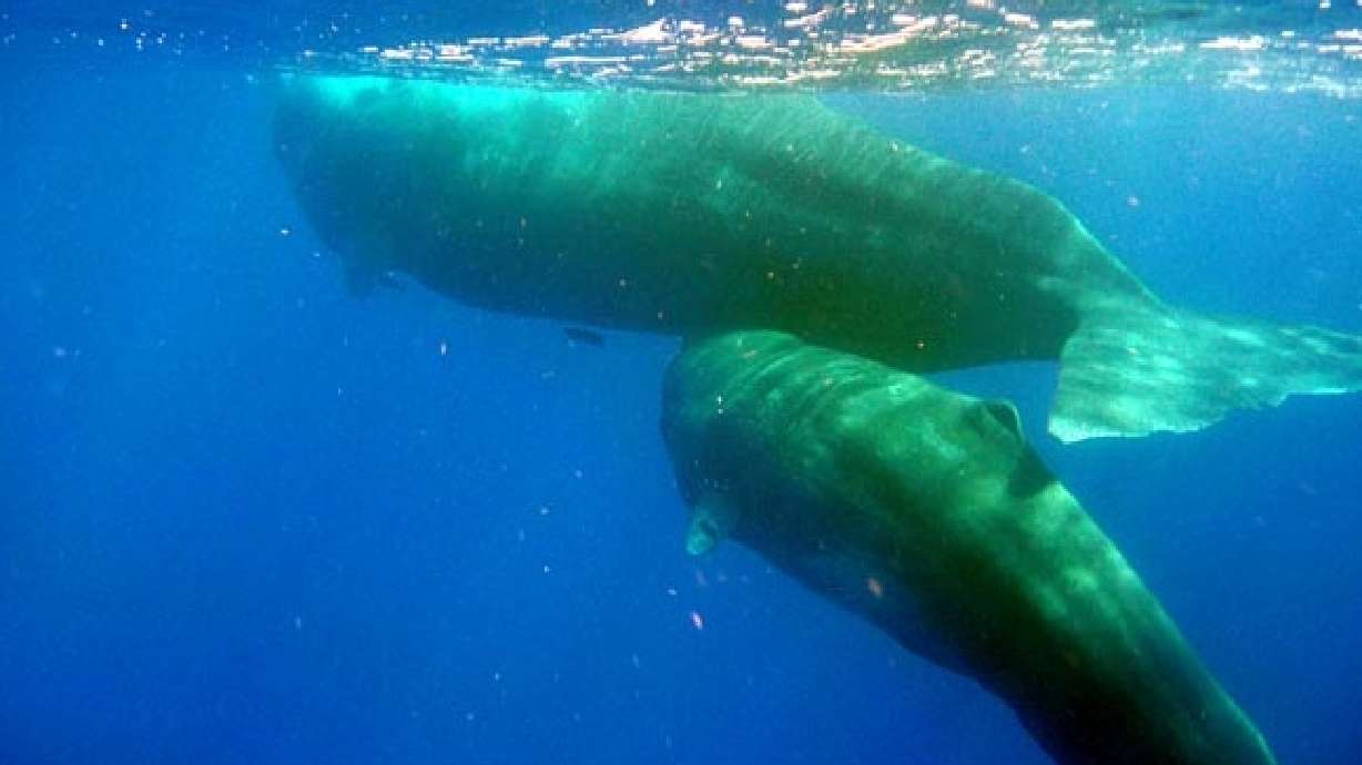 'Language' of the sperm whale includes dialects, accents