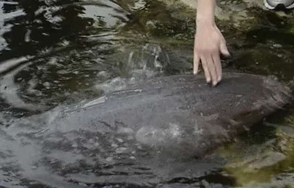 Petting a shark
