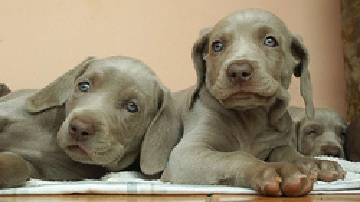 Best Money Tips: Frugal Pet Care