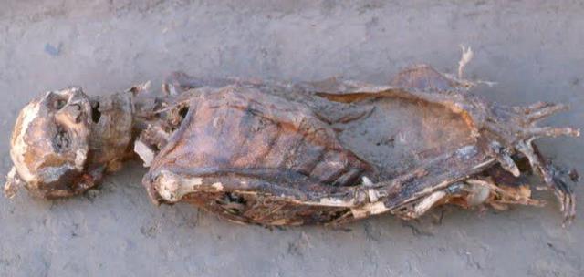 Ancient mummies reveal history of modern plague