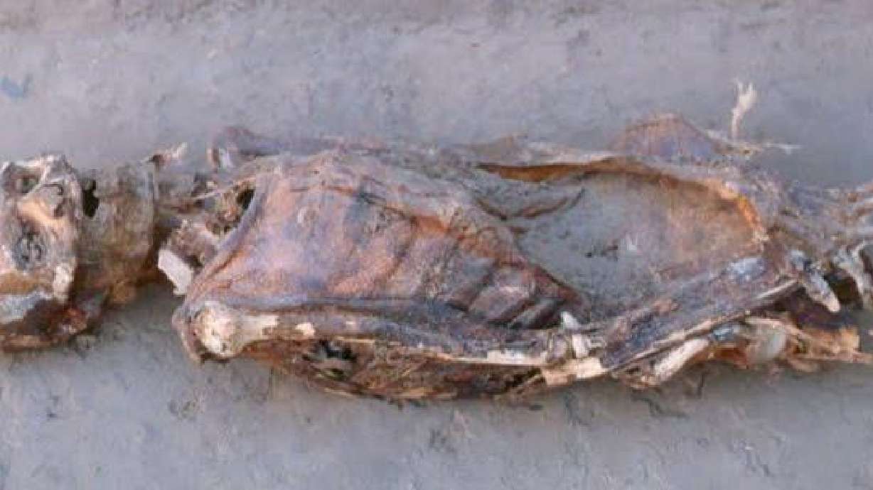 Ancient mummies reveal history of modern plague