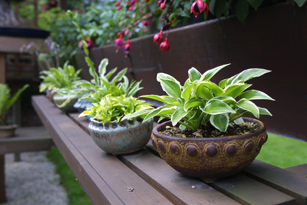 Rocky Mountain Hosta Open Garden