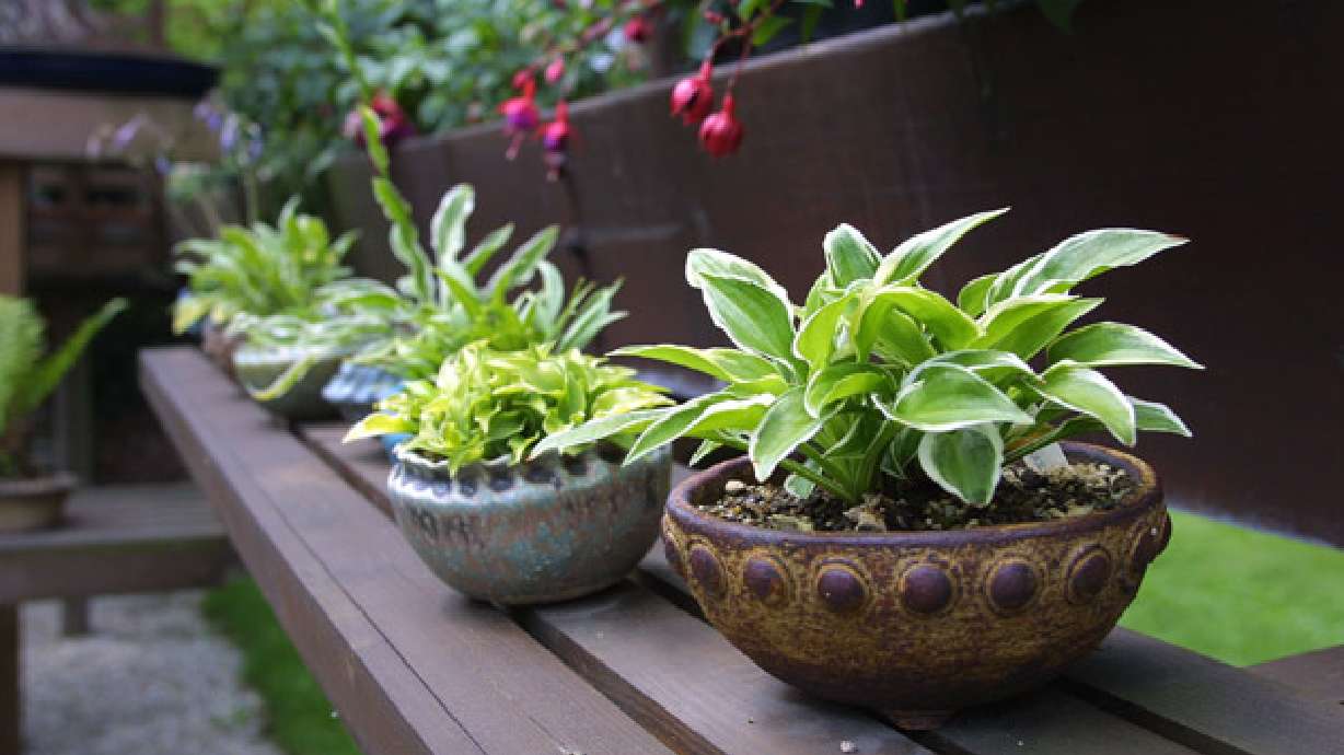 Rocky Mountain Hosta Open Garden