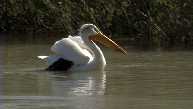 Wildlife officials, residents wrestle over pelican 'rescue'