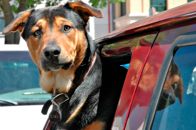 Canines and cars: Should your dog be in an auto restraint?
