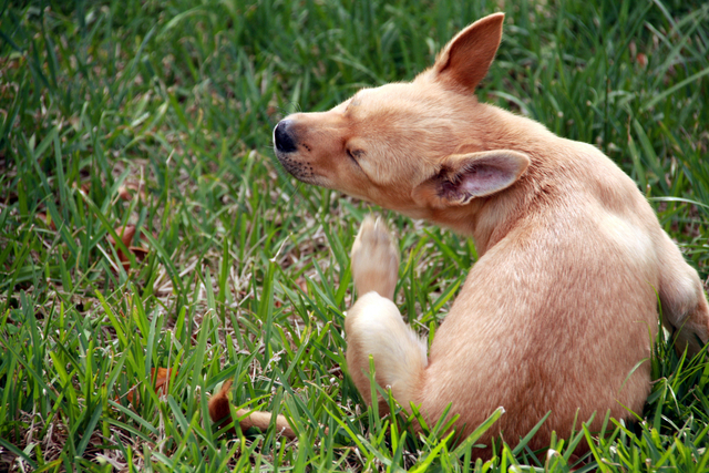 Pestered pooch? Take care of a dog's fleas and ticks naturally