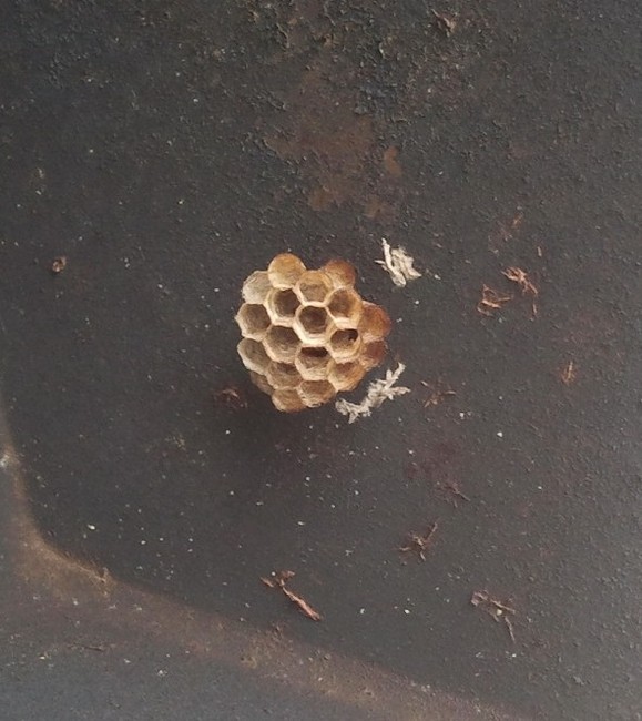 Preventing and treating yellow jacket and wasp stings