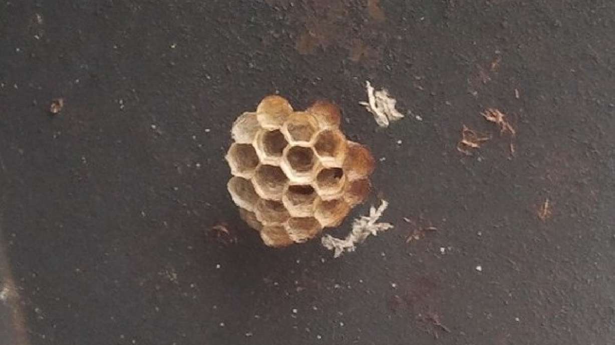 Preventing and treating yellow jacket and wasp stings