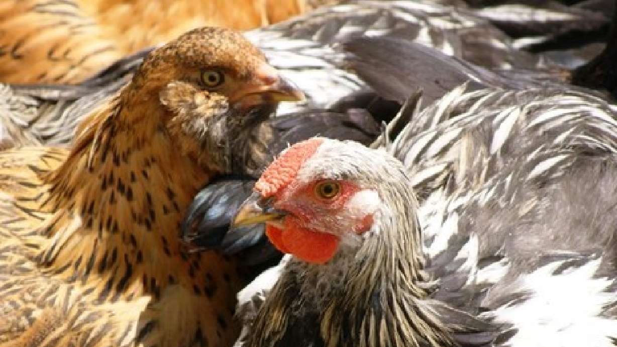 Why all the interest in raising backyard chickens?