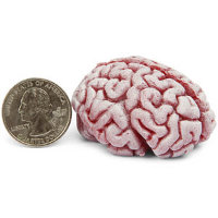 Brain Stress Ball