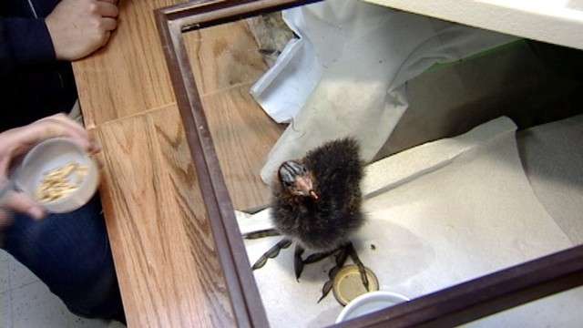 WRCNU volunteers are currently taking care of 21 mammals and 200 birds.