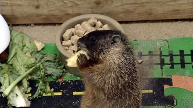 One of the three baby marmots -- named Stop, Drop and Roll -- taken into the Wildlife Rehabilitation Center of Northern Utah.