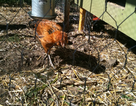 Chicken tour begins in Salt Lake on Saturday