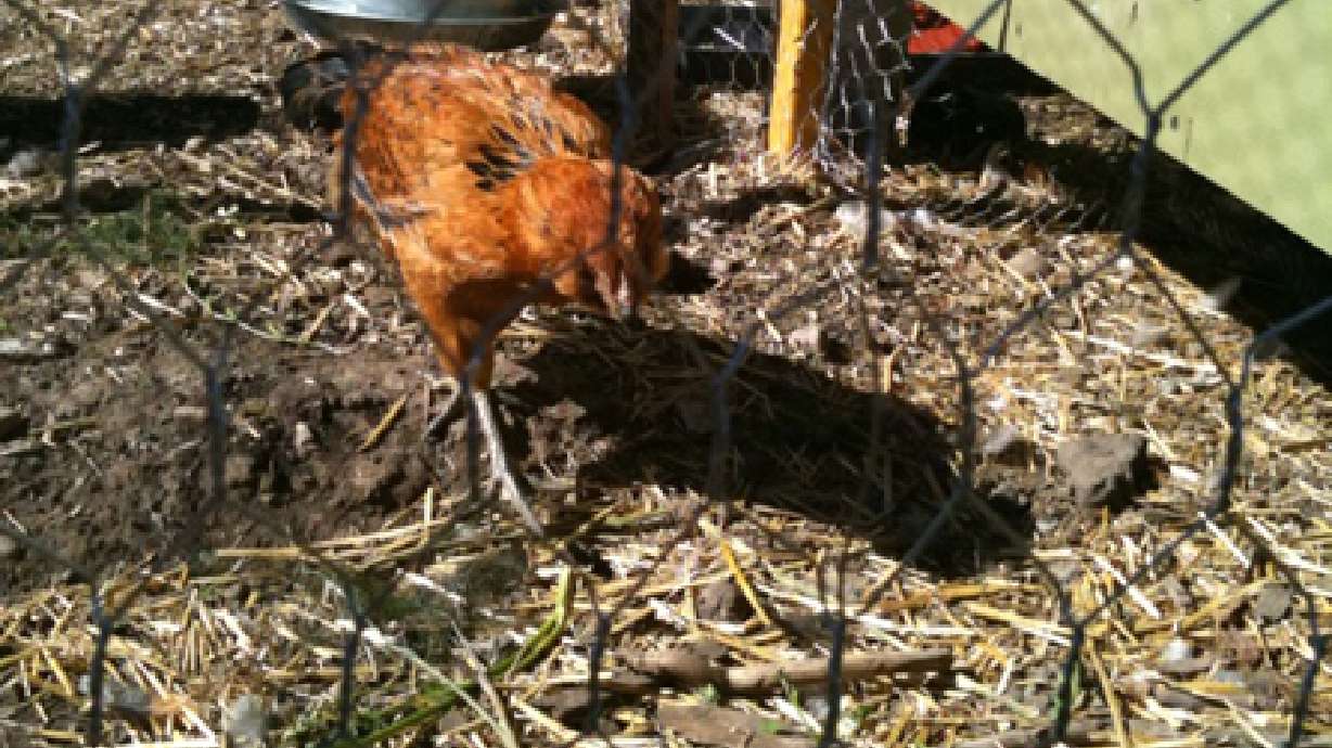 Chicken tour begins in Salt Lake on Saturday