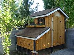 Chicken tour begins in Salt Lake on Saturday