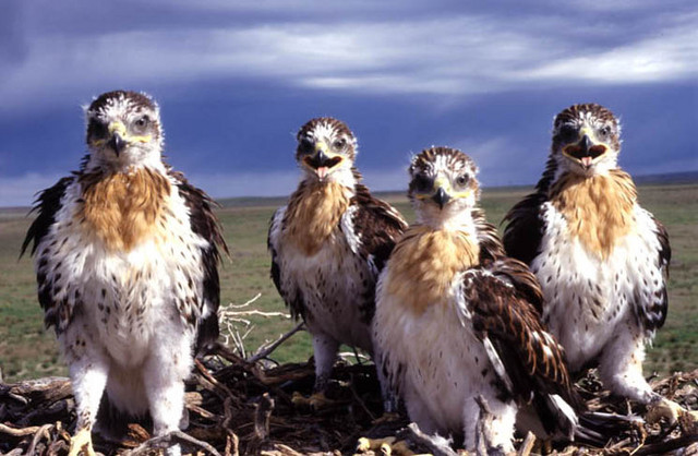 Energy companies partner with UDWR to save hawk populations