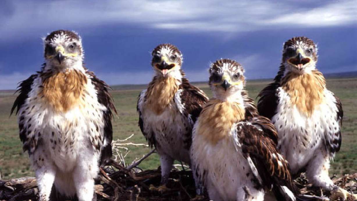 Energy companies partner with UDWR to save hawk populations