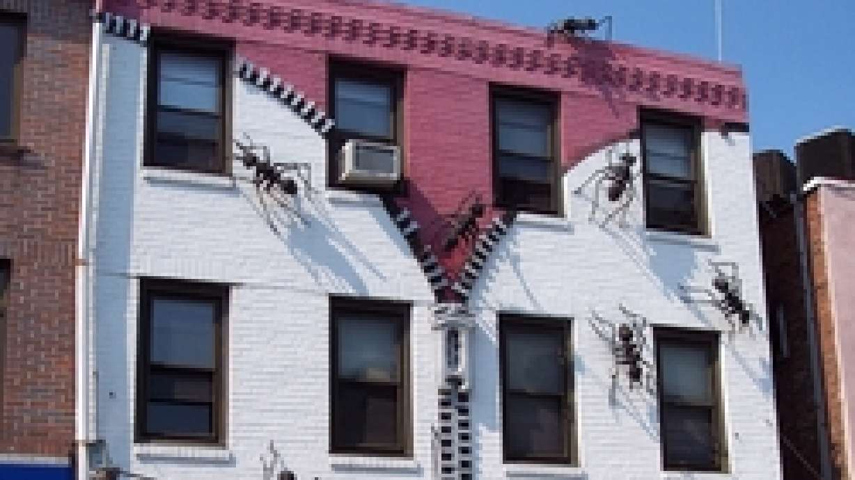 Naturally Get Rid of Ants in Your Kitchen