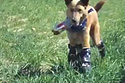 World's First Dog With Four Prosthetic Legs
