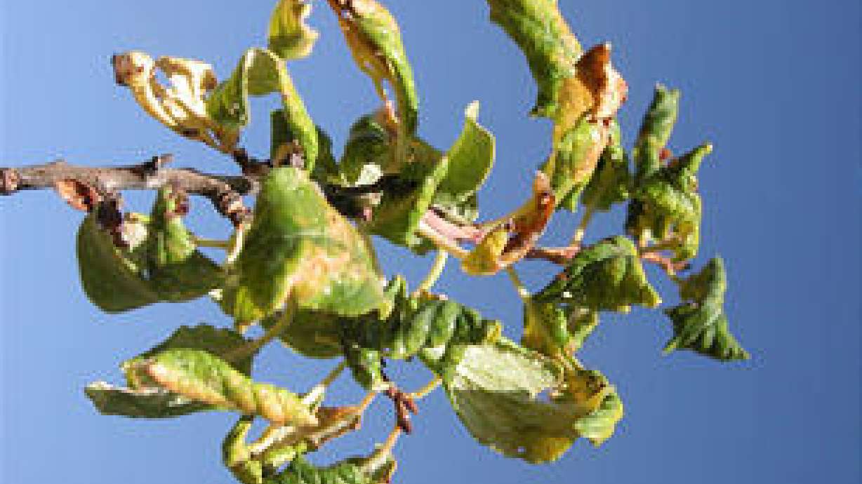 The ABC's of Aphids And Other Insects