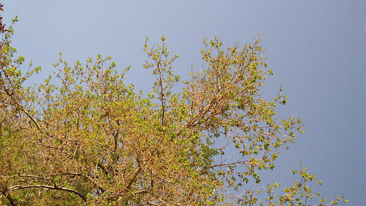 All You've Ever Wanted To Know About Anthracnose