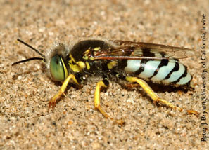 Wasp Population Going Down In The Intermountain West